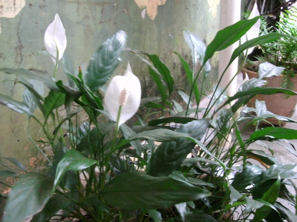 Gardenia House Daire Foz do Iguaçu Dış mekan fotoğraf